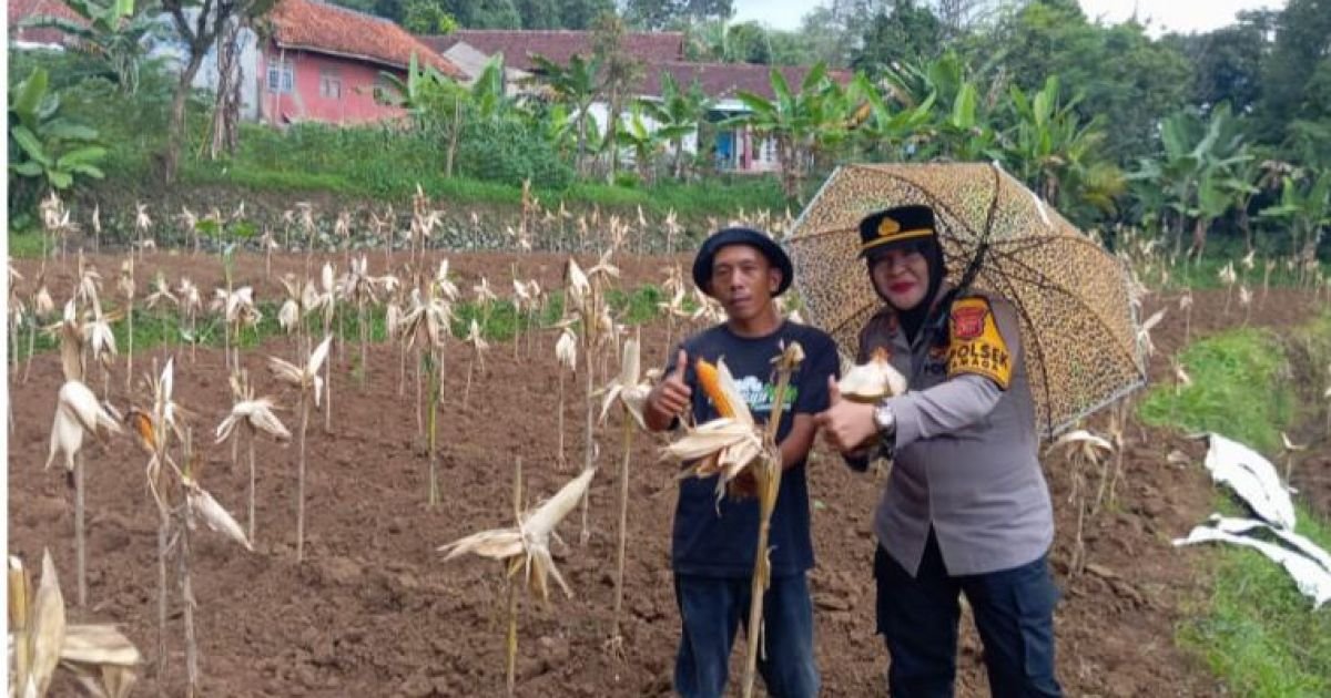 POLSEK DRAMAGA GIAT PANEN JAGUNG HIBRIDA GUGUS TUGAS POLRI MENDUKUNG KETAHANAN PANGAN ASTA CITA DI WILAYAH HUKUM KEC. DRAMAGA