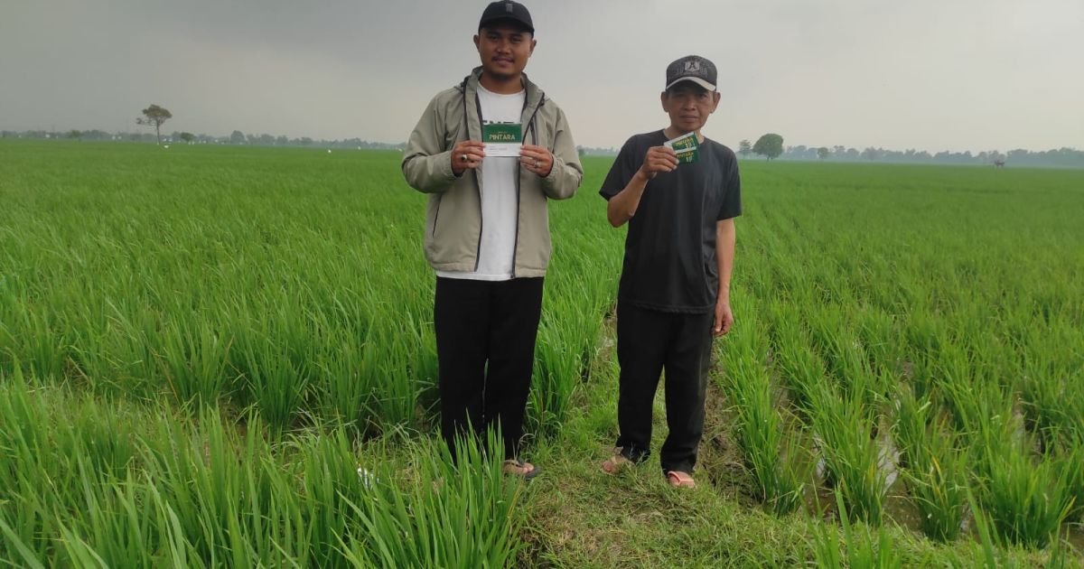 Ingin Hasil Panen Meningkat? Segera Gunakan Pupuk Pintara, Pupuk Organik Cair Berteknologi Nano Jepang