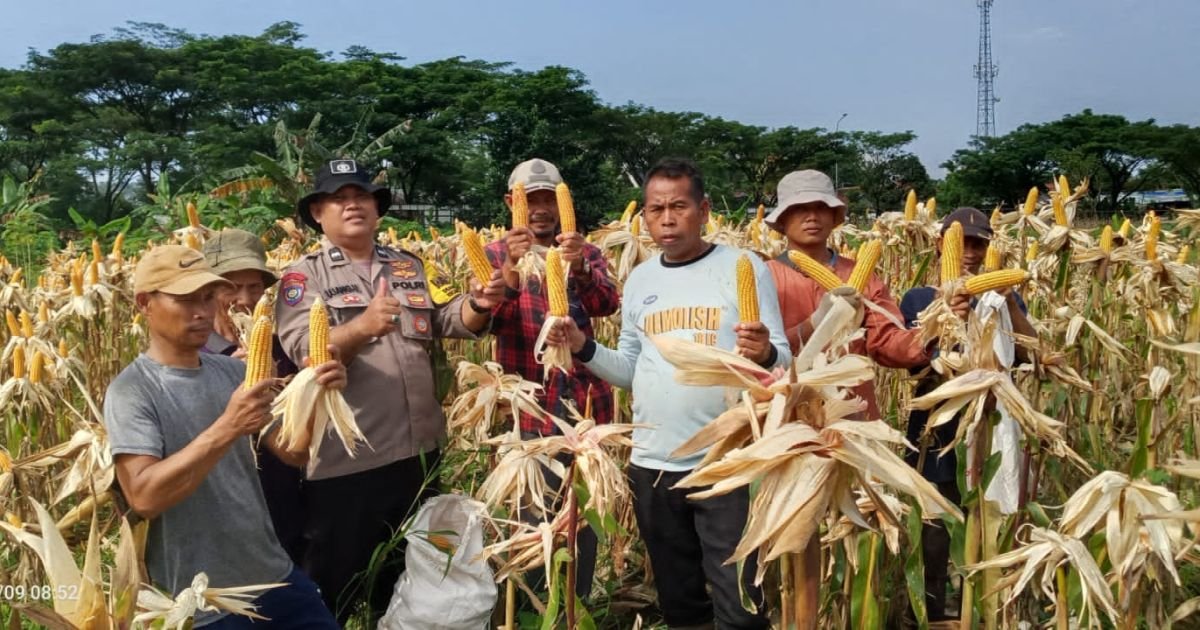 Polsek Babakan Madang Bersama Poktan Pancar Harapan Panen Jagung