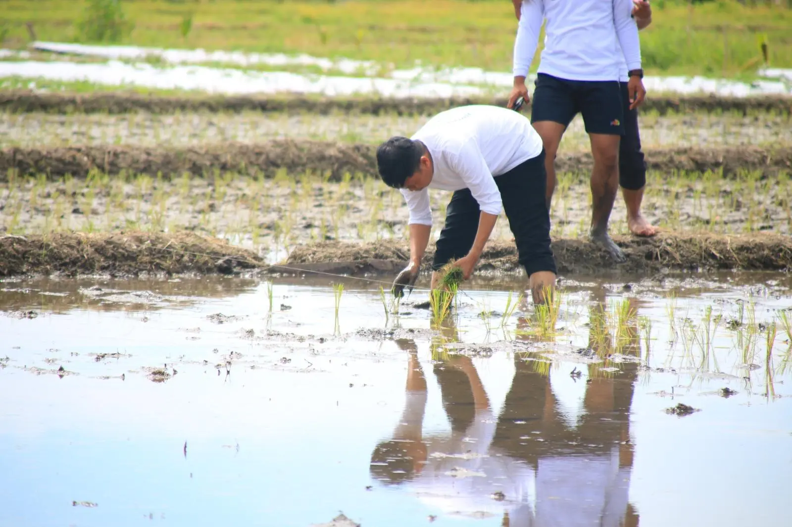 Lahan SAE Lapas Banyuwangi Mulai Ditanam Padi, Kalapas: Dukung Ketahanan Pangan dan Wujud Program Pembinaan